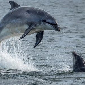Seamor Dolphin Watching